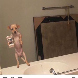 Meet your Posher, Bella